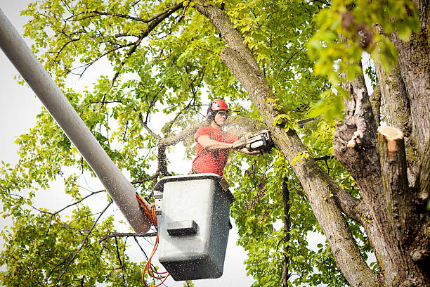 Best Tree Trimming and Pruning  in New Haven, IN